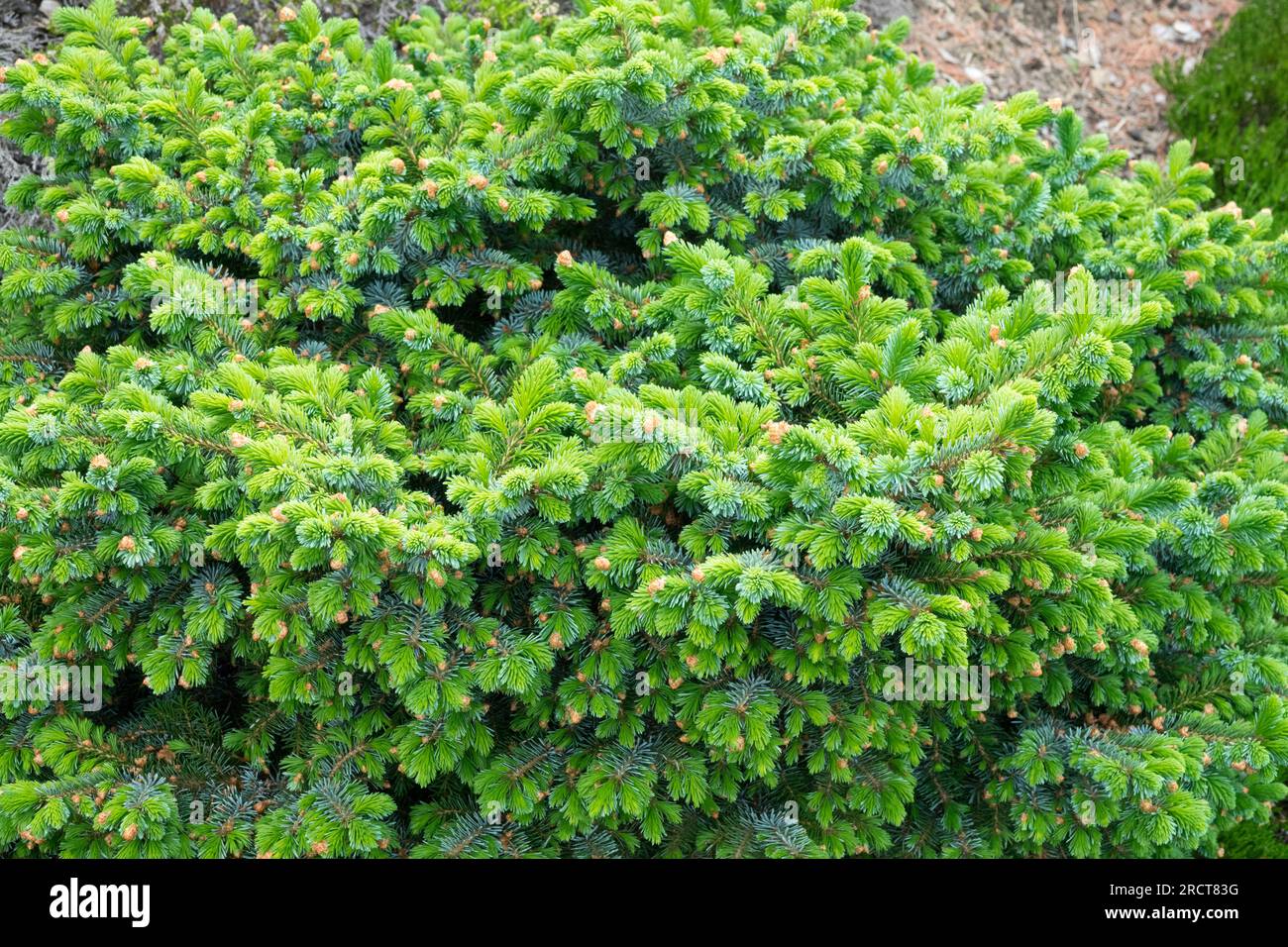 Dwarf tree, Spruce, Plant, Picea omorika 'Boomer' Stock Photo