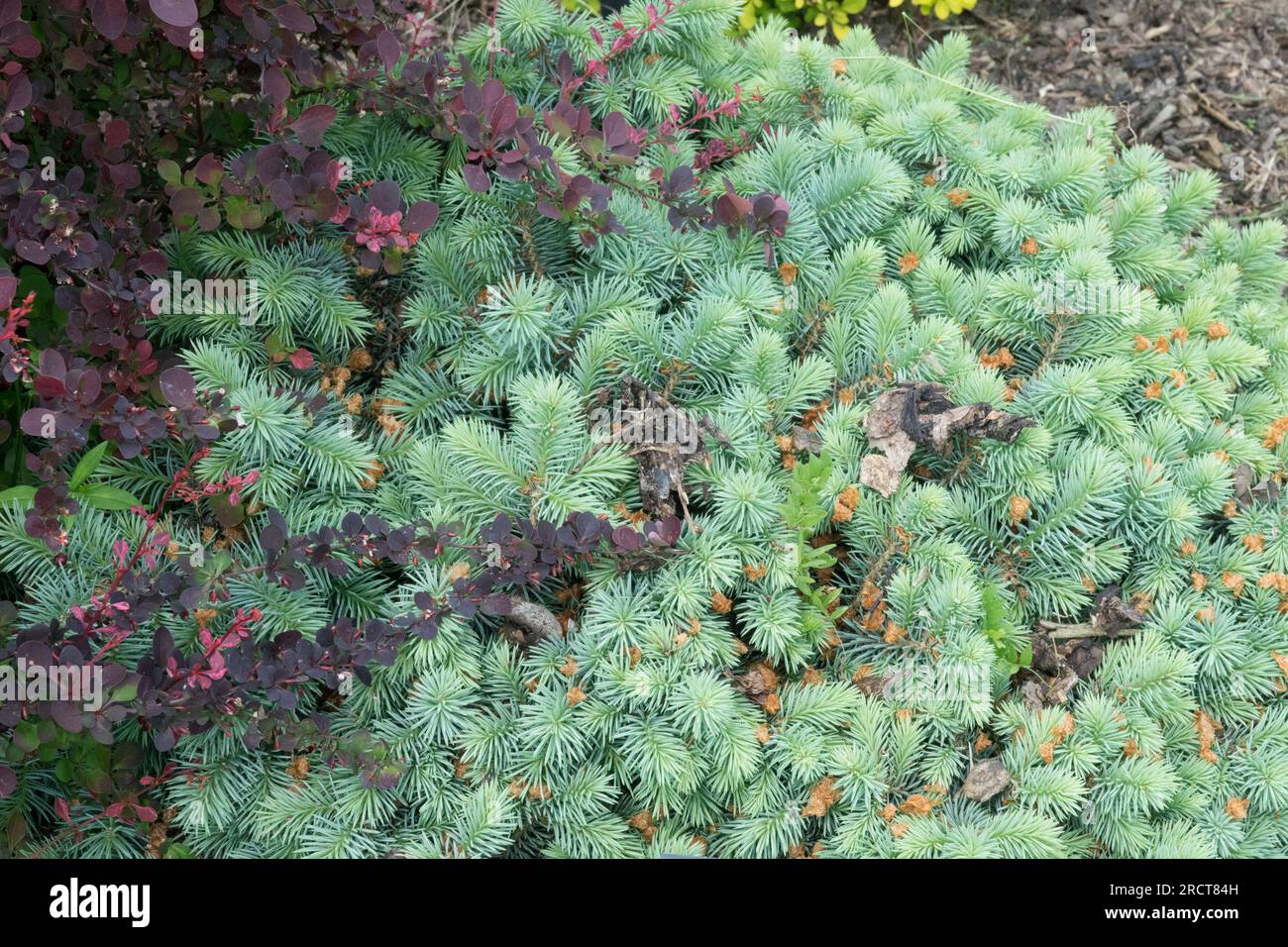 Colorado Blue Spruce, Picea pungens 'Kloster Maria Stern' garden cultivar Stock Photo