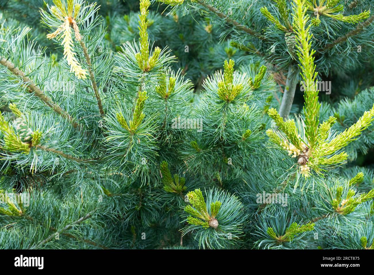 Japanese White Pine, Pinus parviflora 'Blue Giant', Pine, Foliage, Tree Stock Photo