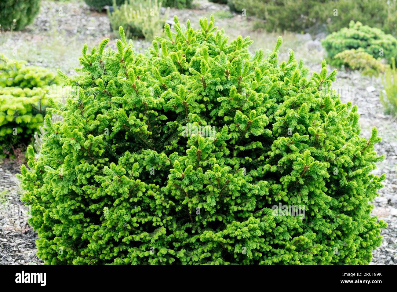 Norway spruce, Picea abies 'Luna Pearl', Garden, Tree, Dwarf, Spruce Stock Photo