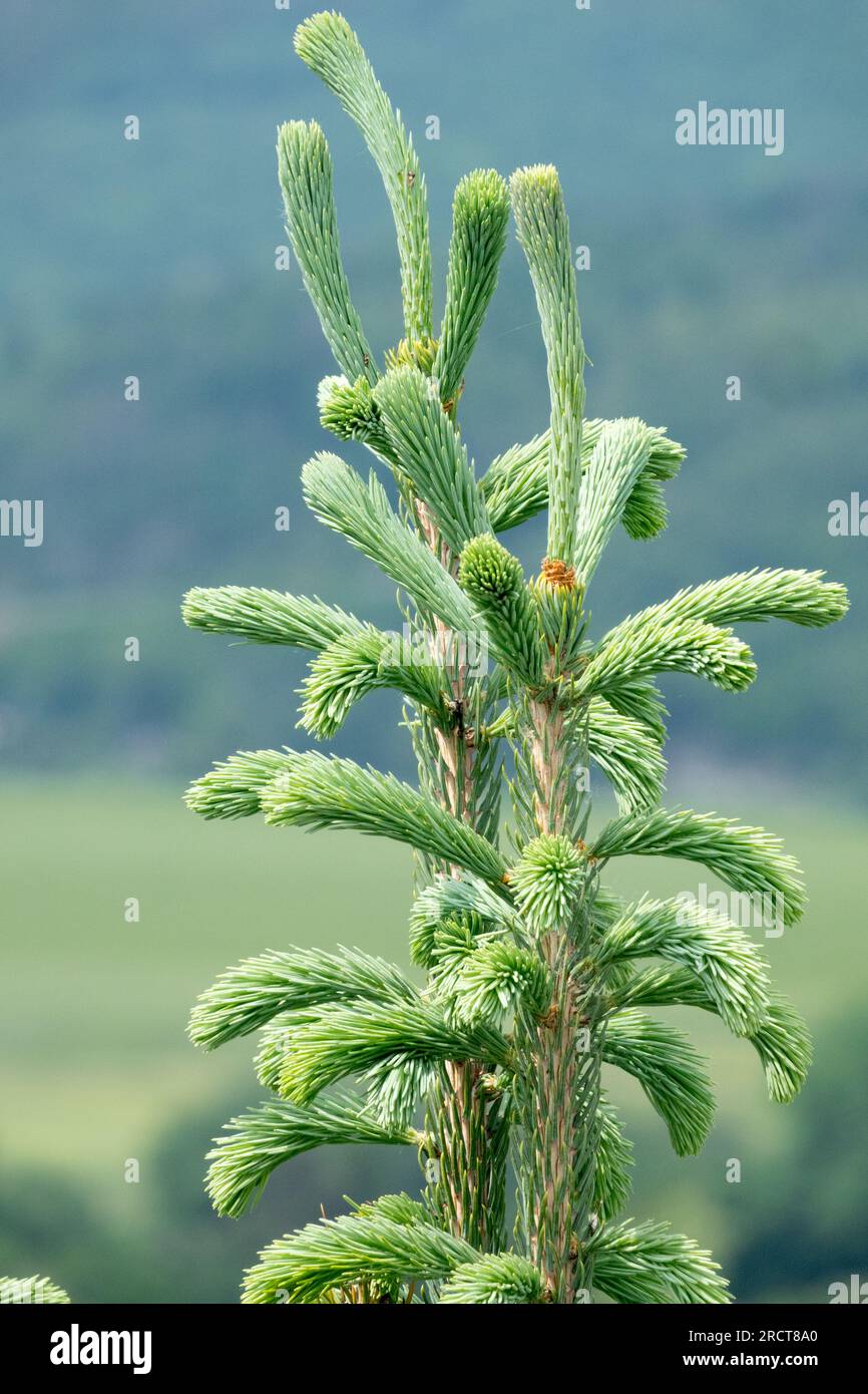 Tree top of Picea engelmannii 'Snake' Engelmann Spruce Stock Photo