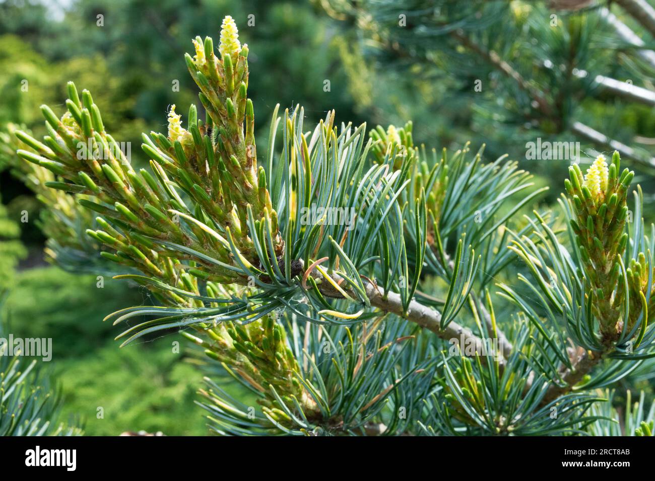 Japanese White Pine, Pinus parviflora 'Shikoku', Needles, Branch Stock Photo