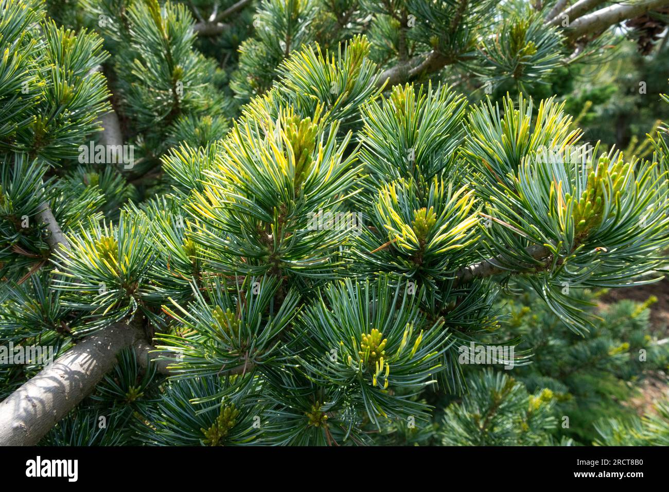 Yellow ends of needles Japanese White Pine, Pinus parviflora 'Shikoku' Stock Photo
