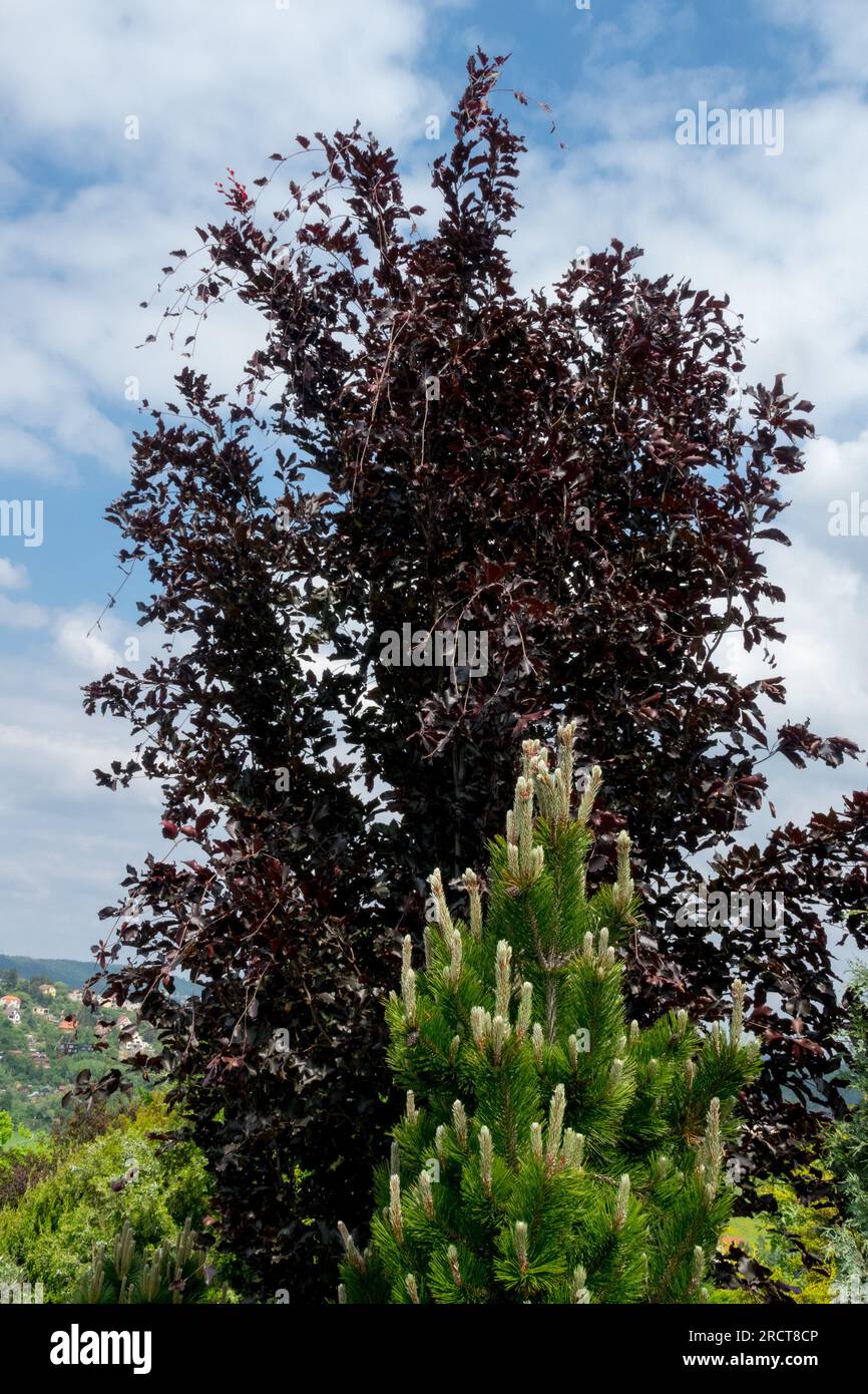 Pinus heldreichii 'Dolce Dorme' and Fagus sylvatica 'Rohan Minaret' in garden Stock Photo