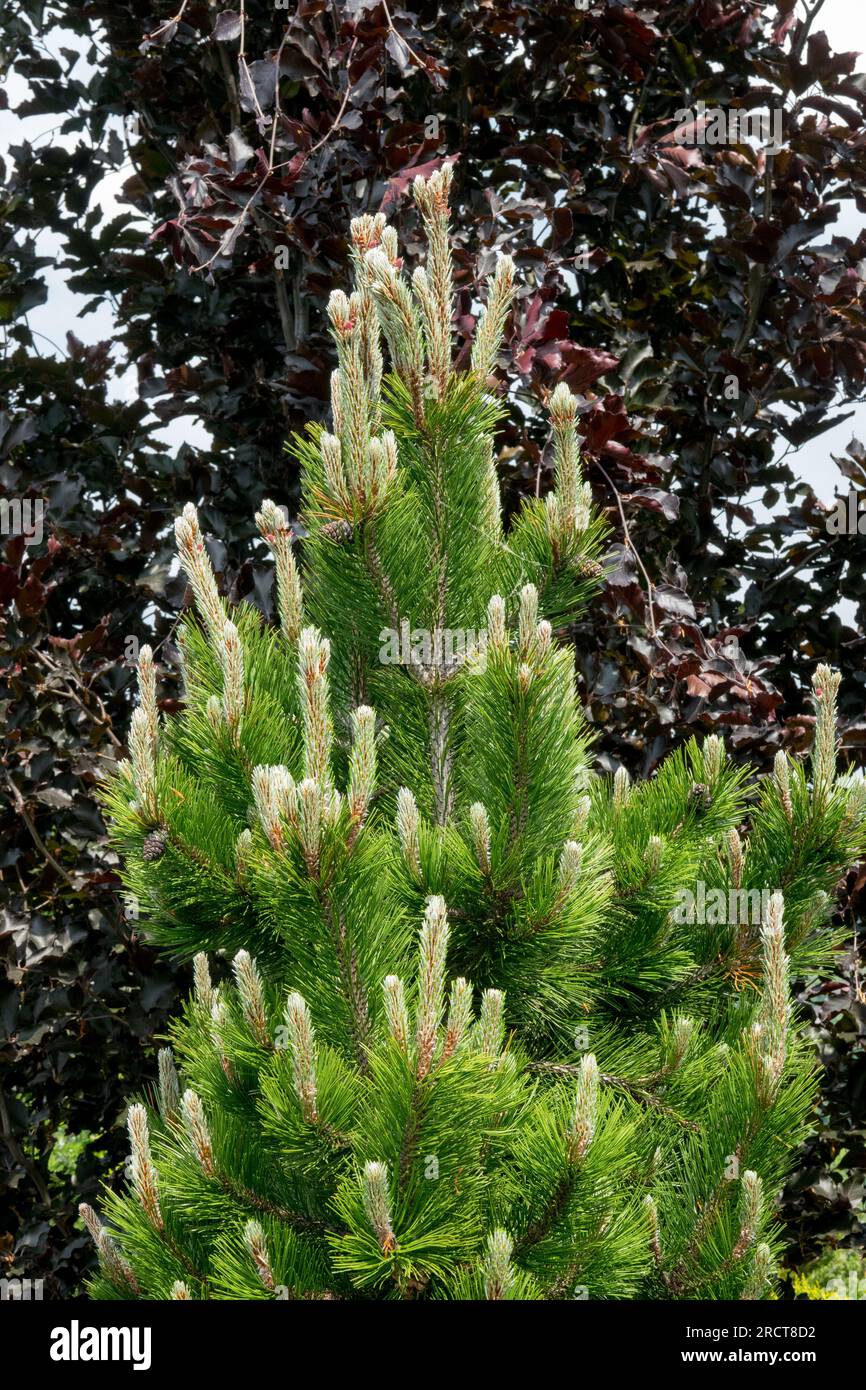 Bosnian Pine, Pinus heldreichii 'Dolce Dorme' Stock Photo