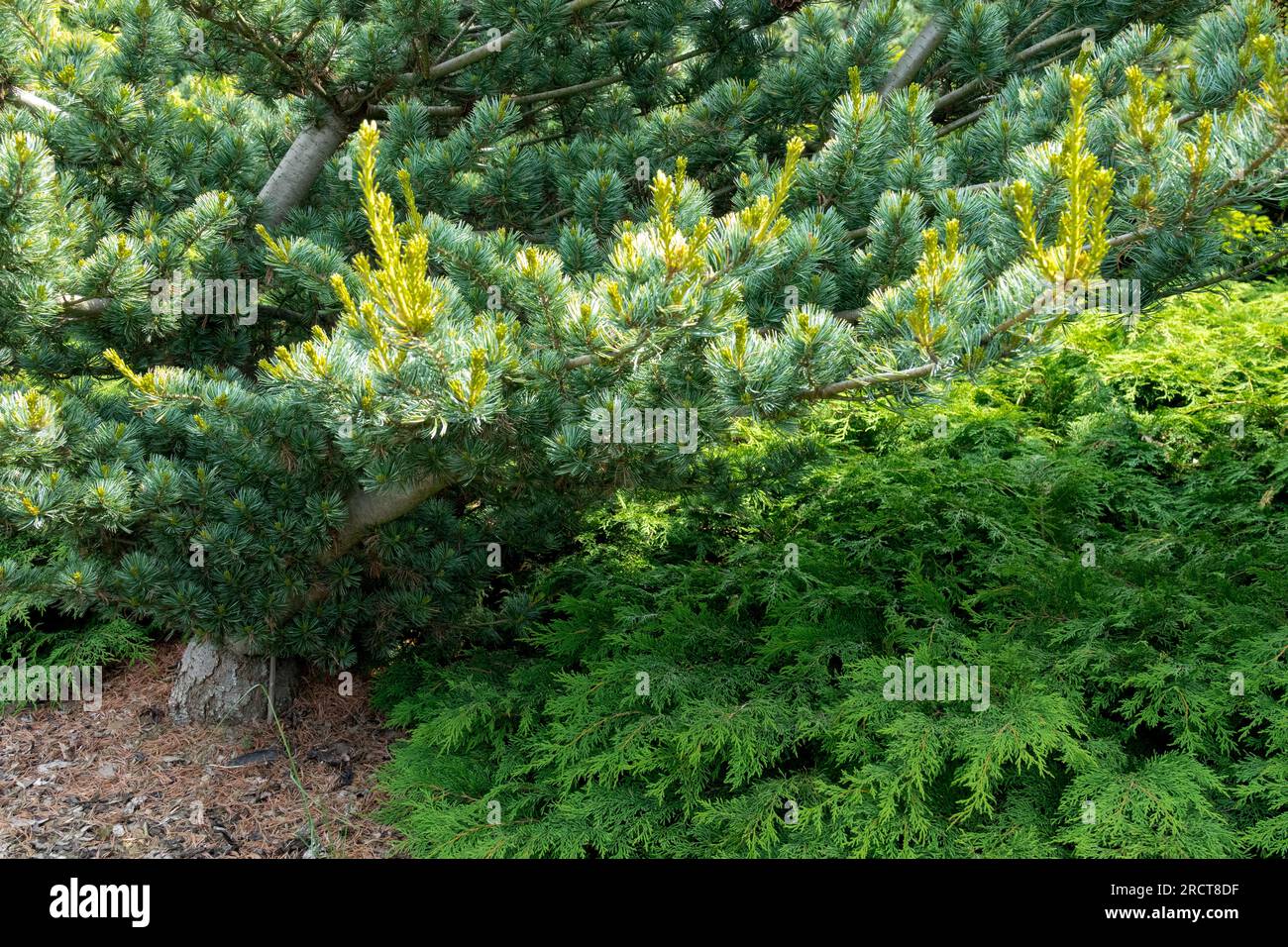 Japanese White Pine, Tree, Pinus parviflora 'Shikoku' Stock Photo