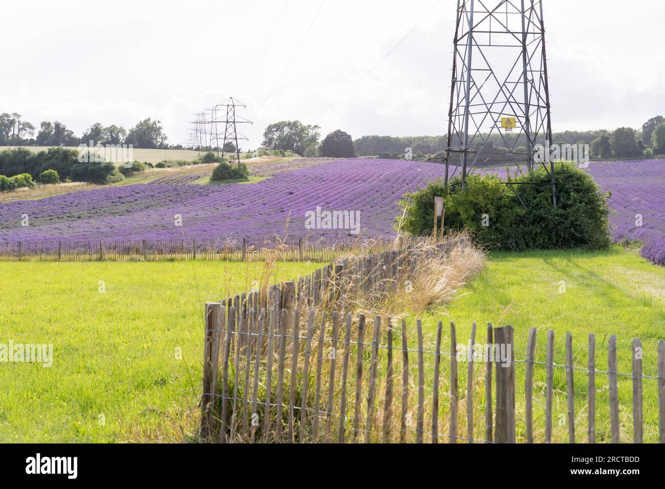 Kent UK. 16th July 2023. visitors are enjoying the captivating atmosphere of a lavendar field in Scenic Kent lavender fields Credit: xiu bao/Alamy Live News Stock Photo