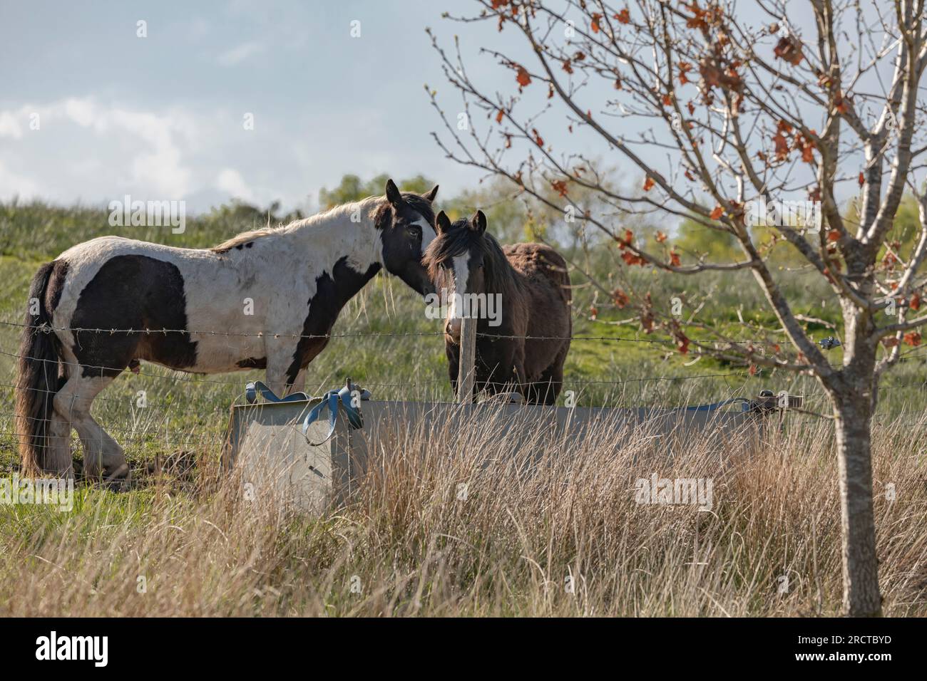 Two travellers brown and white cob horses stood in a field in the early evening light Stock Photo