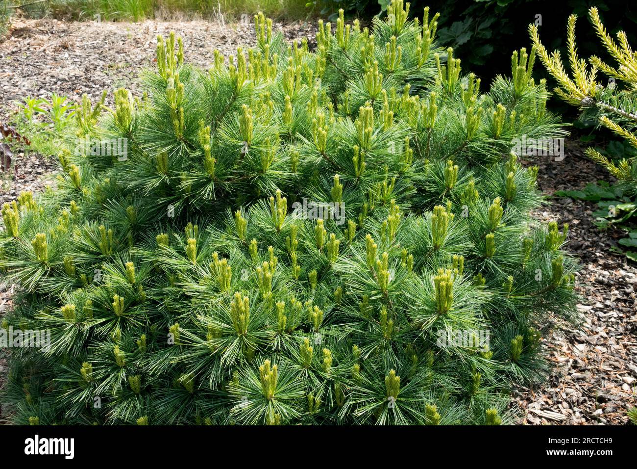 Pinus strobus, Tree, Dwarf, Conifer, Pinus strobus 'Amelia’s Dwarf' Stock Photo