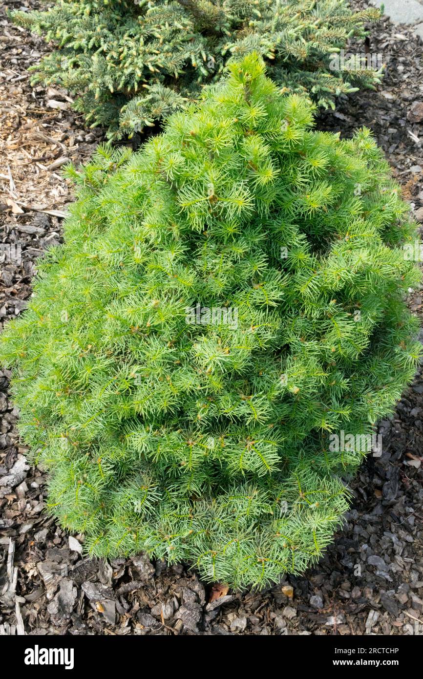 Pinaceae, Small, Tree, White Fir, Abies concolor 'Nana Domschke' Ideal for Rock gardens, Dwarf, Fir Stock Photo