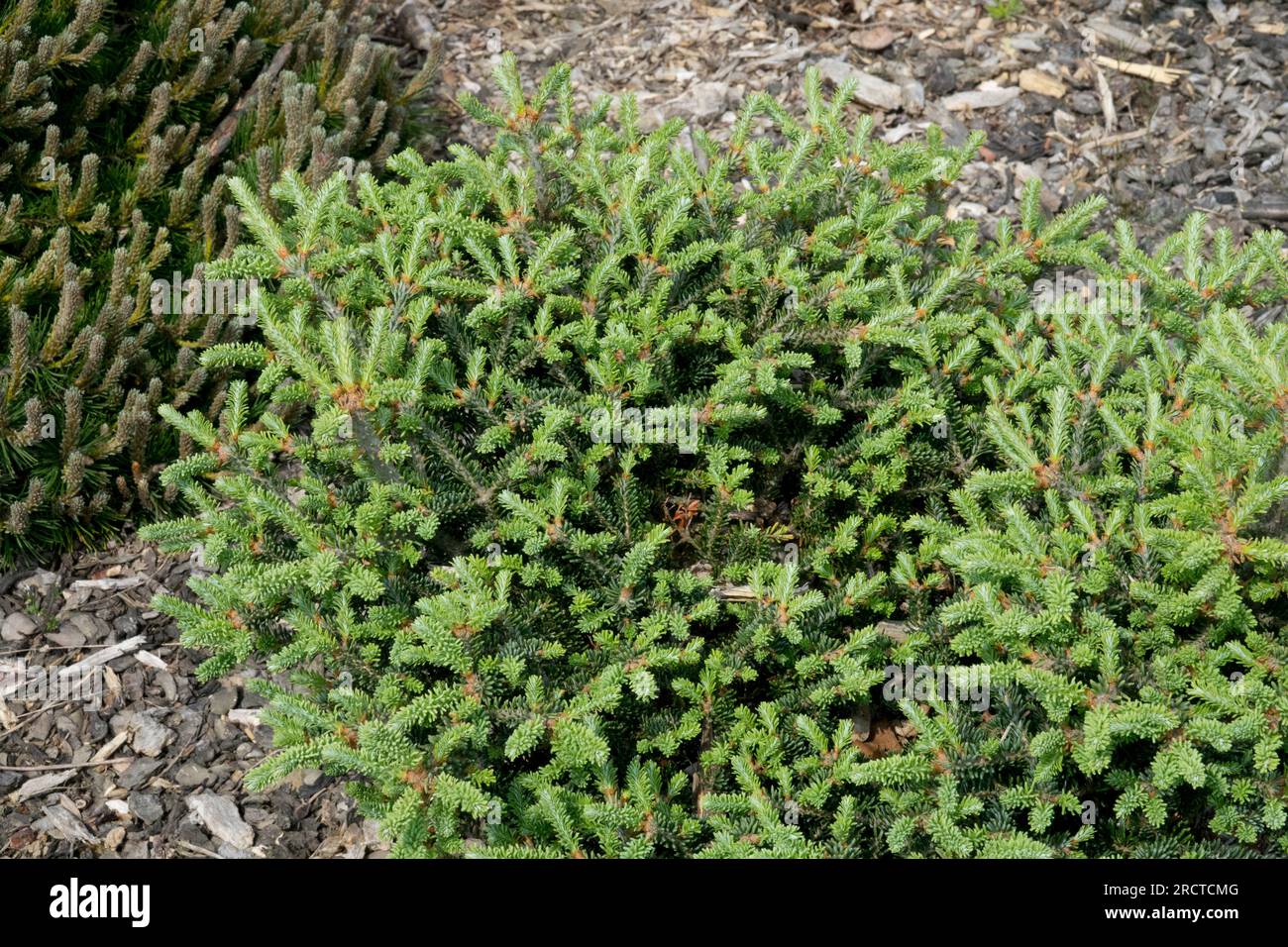 Abies fraseri (Fraser Fir, Mountain Balsam, She-Balsam, Southern Balsam)