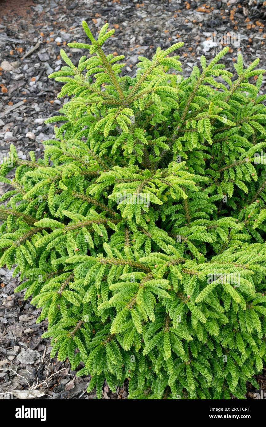 Small, Spruce,Tree, Oriental Spruce, Picea orientalis 'Bergmans Gem' Stock Photo