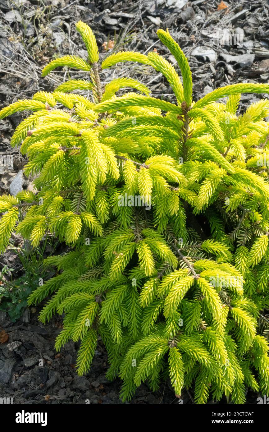 Oriental Spruce, Picea orientalis 'Aurea Densa', Golden Yellow, Spruce, Foliage, Small, Dwarf, Picea,Tree in Garden Stock Photo