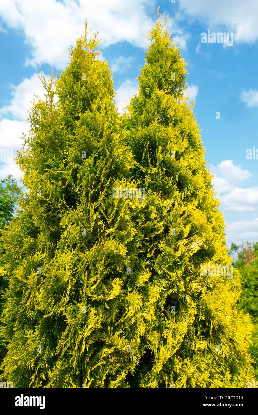 White Cedar, Thuja occidentalis 'Jantar New' Stock Photo