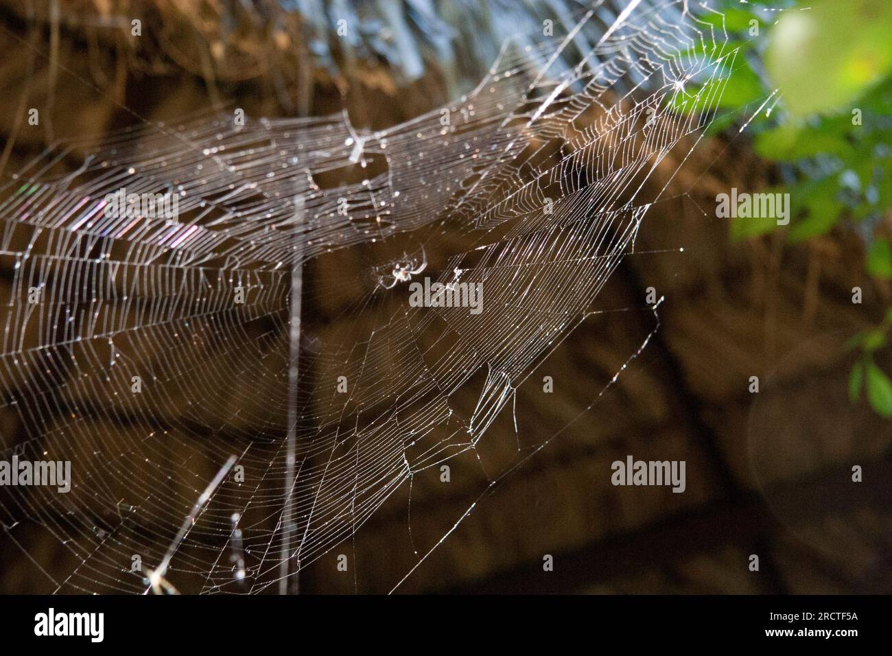 Spider and spiderweb and nice bokeh in La Venta Park Museum, Museo Parque La Venta. Villahermosa, Tabasco, Mexico. Stock Photo