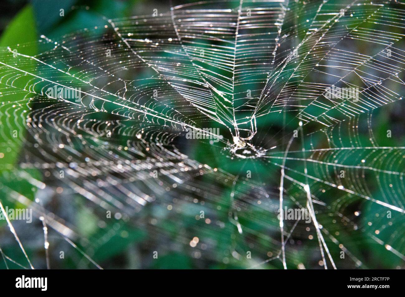 Spider and spiderweb and nice bokeh in La Venta Park Museum, Museo Parque La Venta. Villahermosa, Tabasco, Mexico. Stock Photo