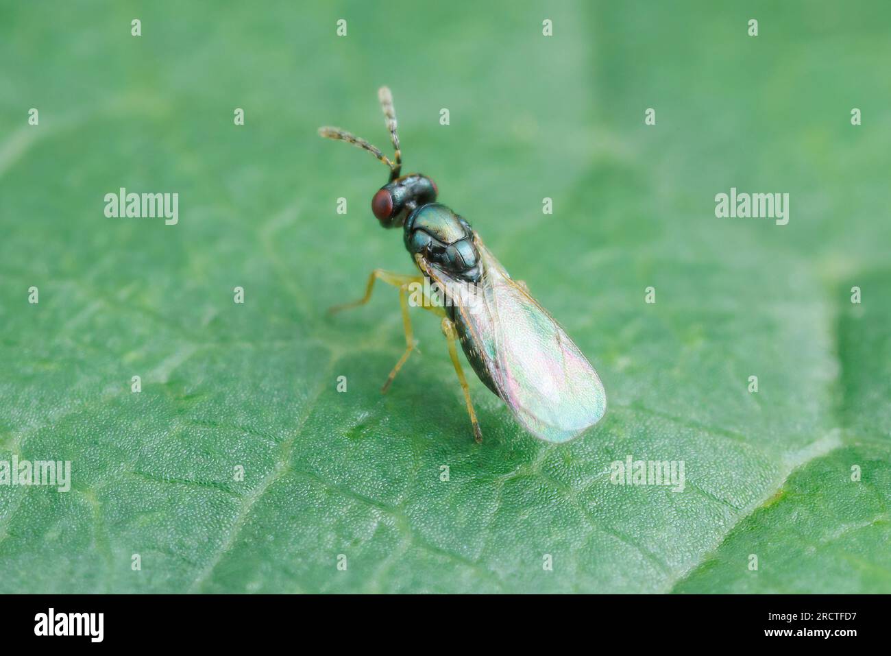 Eulophid Wasp (Tetrastichinae) Stock Photo