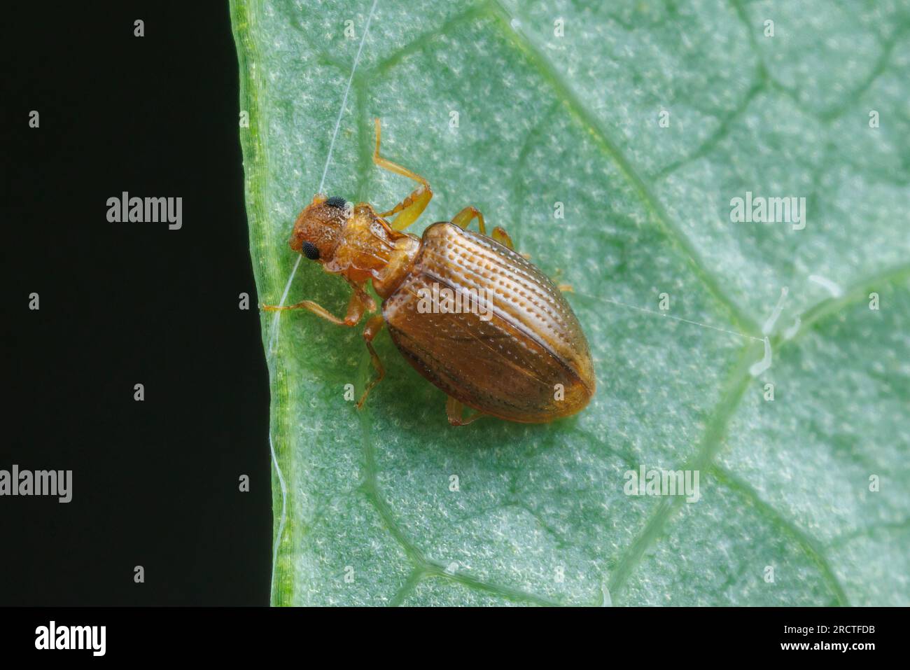 Minute Brown Scavenger Beetle (Stephostethus liratus) Stock Photo