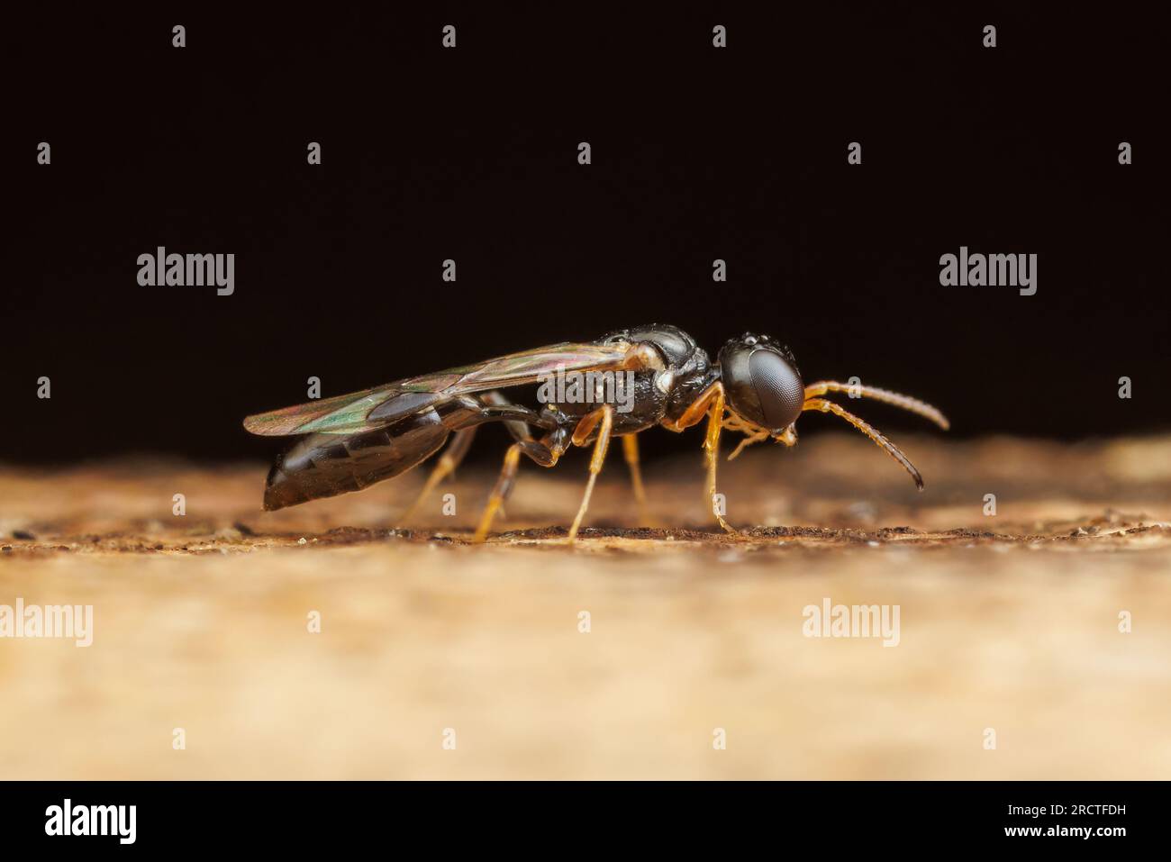 Square-headed Wasp (Stigmus sp.) Stock Photo