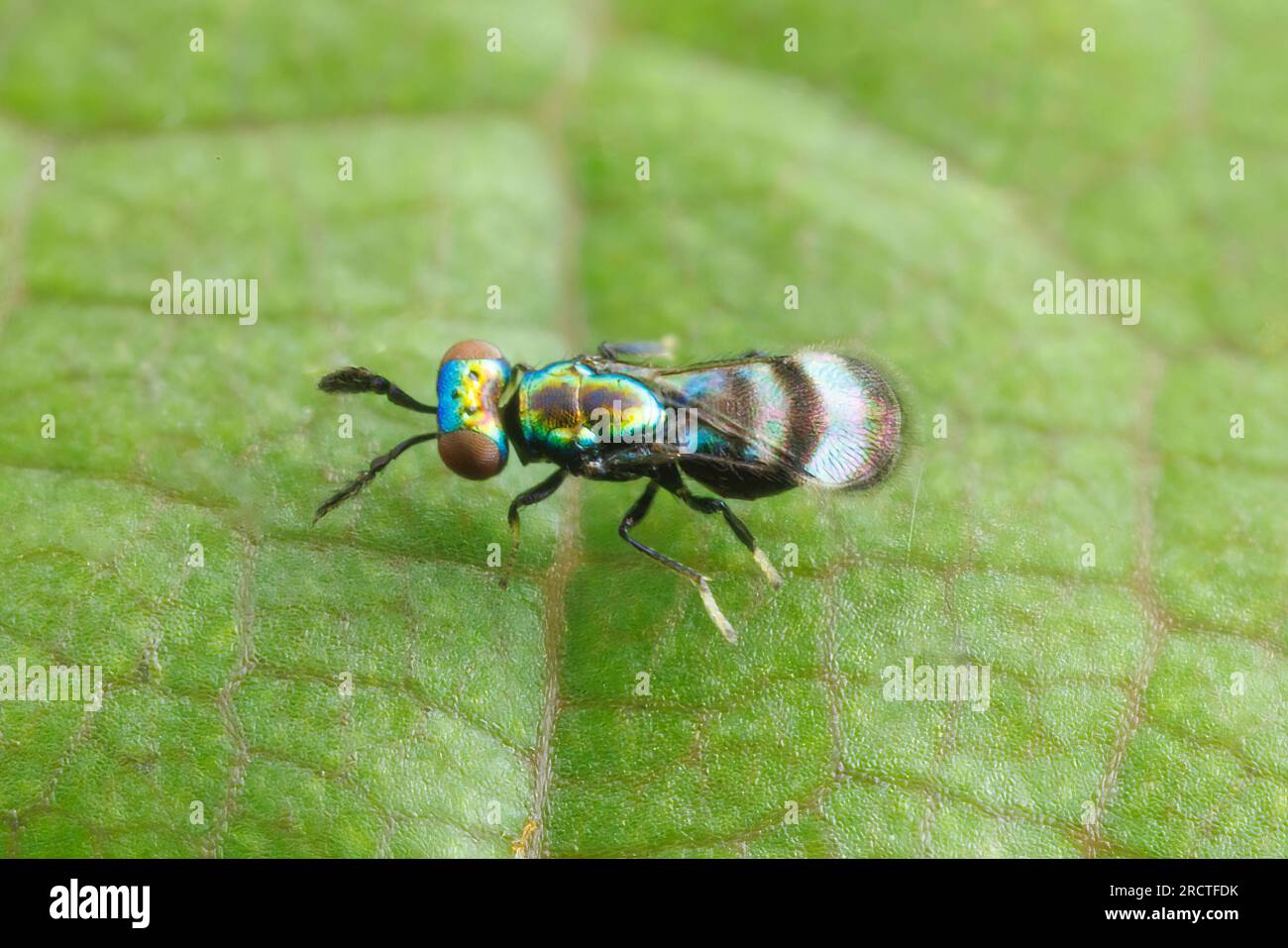 Eulophid Wasp (Closterocerus sp.) Stock Photo