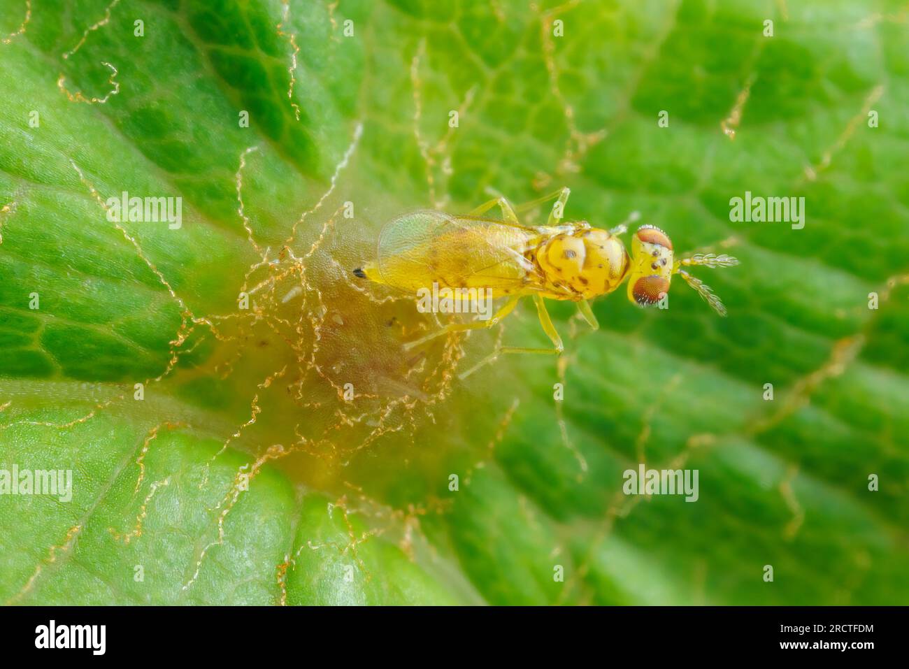 A female eulophid wasp (Chrysonotomyia sp.) oviposits on a gall on a leaf. Stock Photo