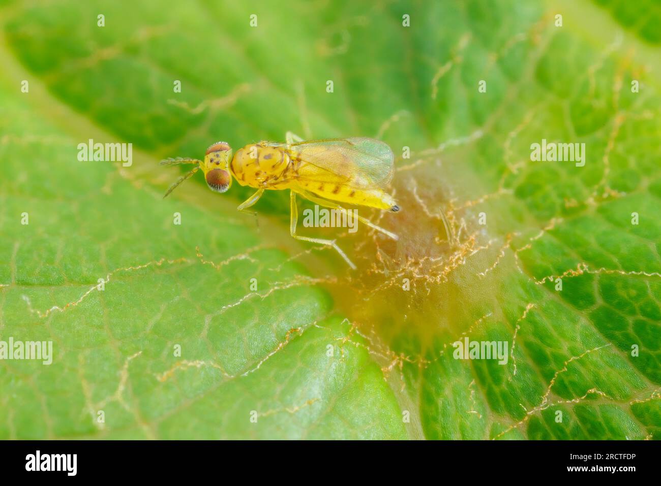 A female eulophid wasp (Chrysonotomyia sp.) oviposits on a gall on a leaf. Stock Photo