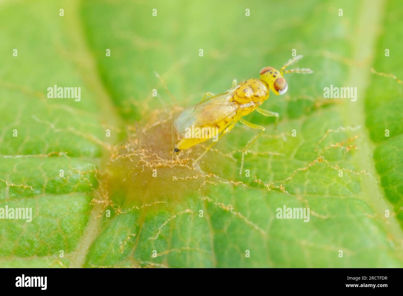 A female eulophid wasp (Chrysonotomyia sp.) oviposits on a gall on a leaf. Stock Photo