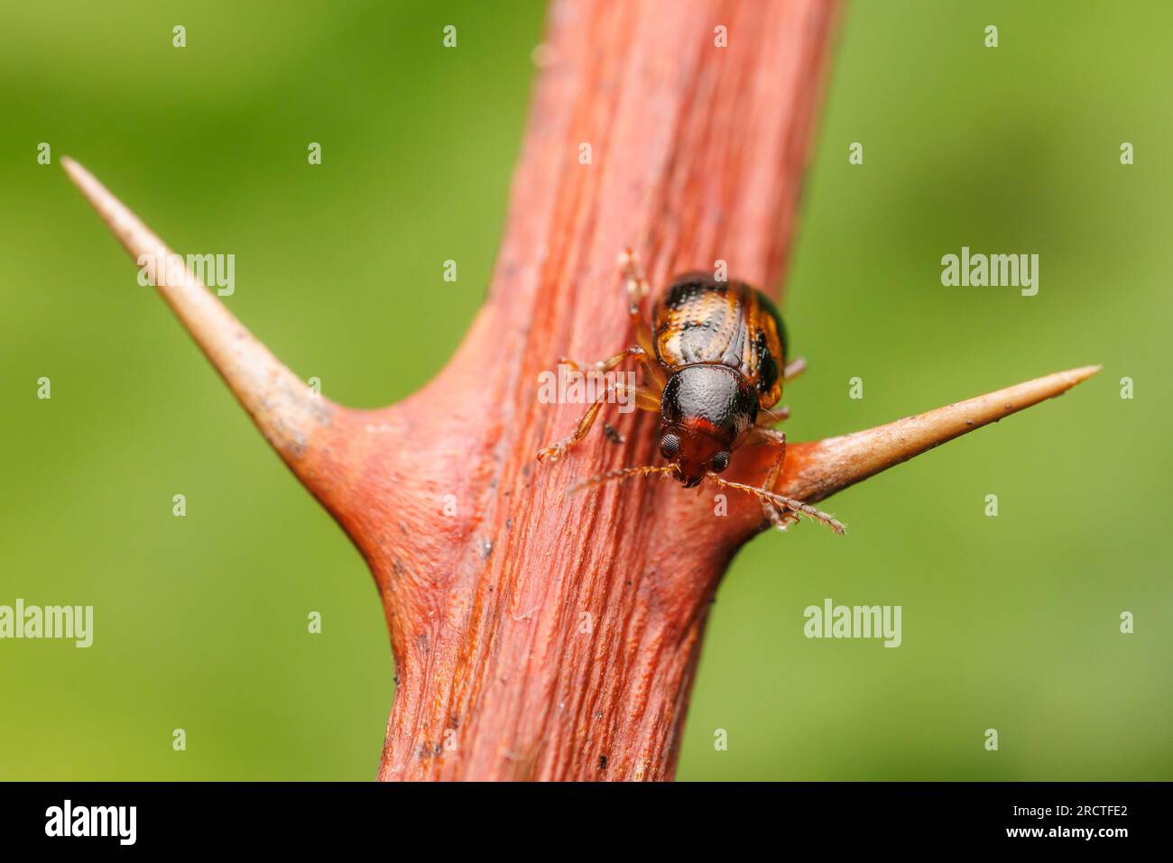 Leaf Beetle (Paria quadrinotata) on a bramble. Stock Photo