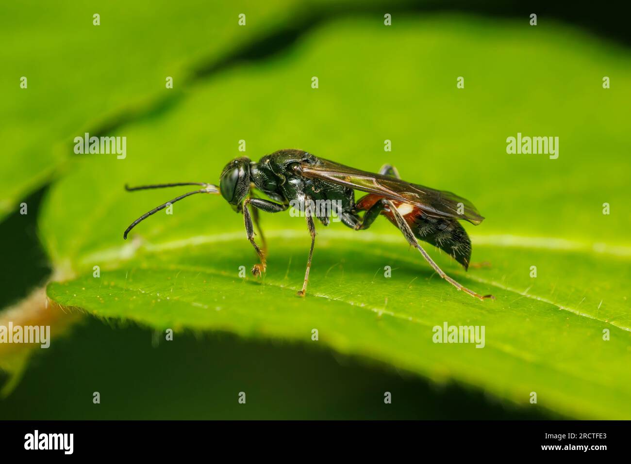 Square-headed Wasp (Alysson sp.) Stock Photo