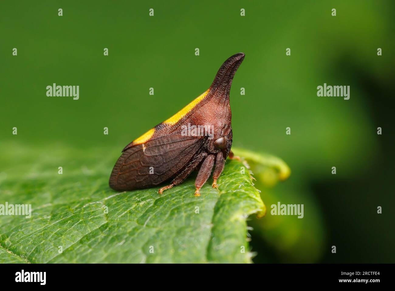 Twomarked Treehopper (Enchenopa binotata Stock Photo Alamy