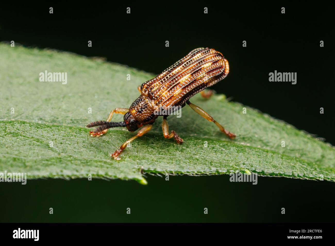 Leaf Beetle (Sumitrosis inaequalis) Stock Photo