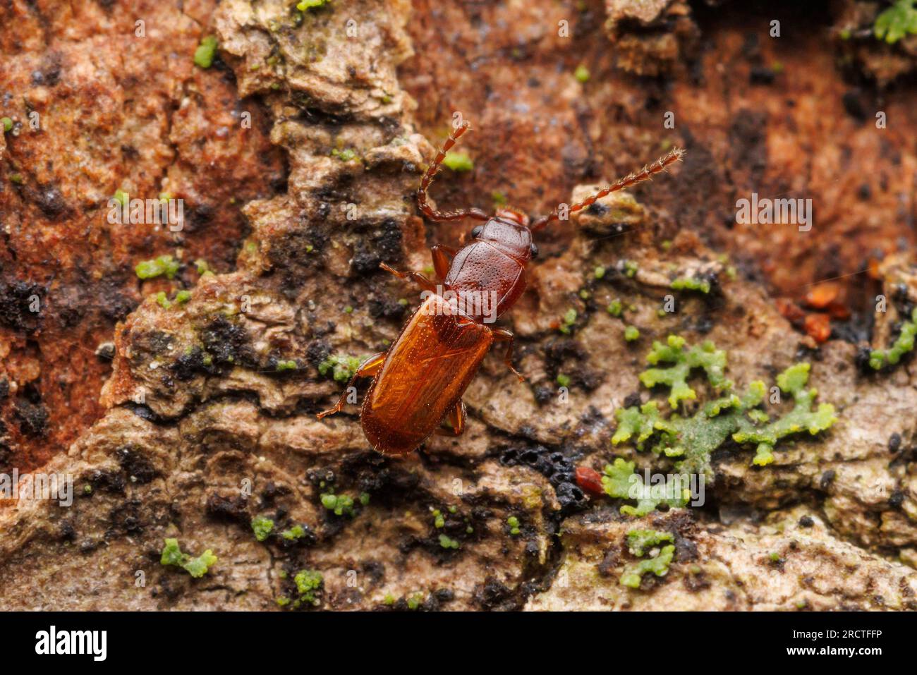 Lined Flat Bark Beetle (Placonotus modestus Stock Photo - Alamy