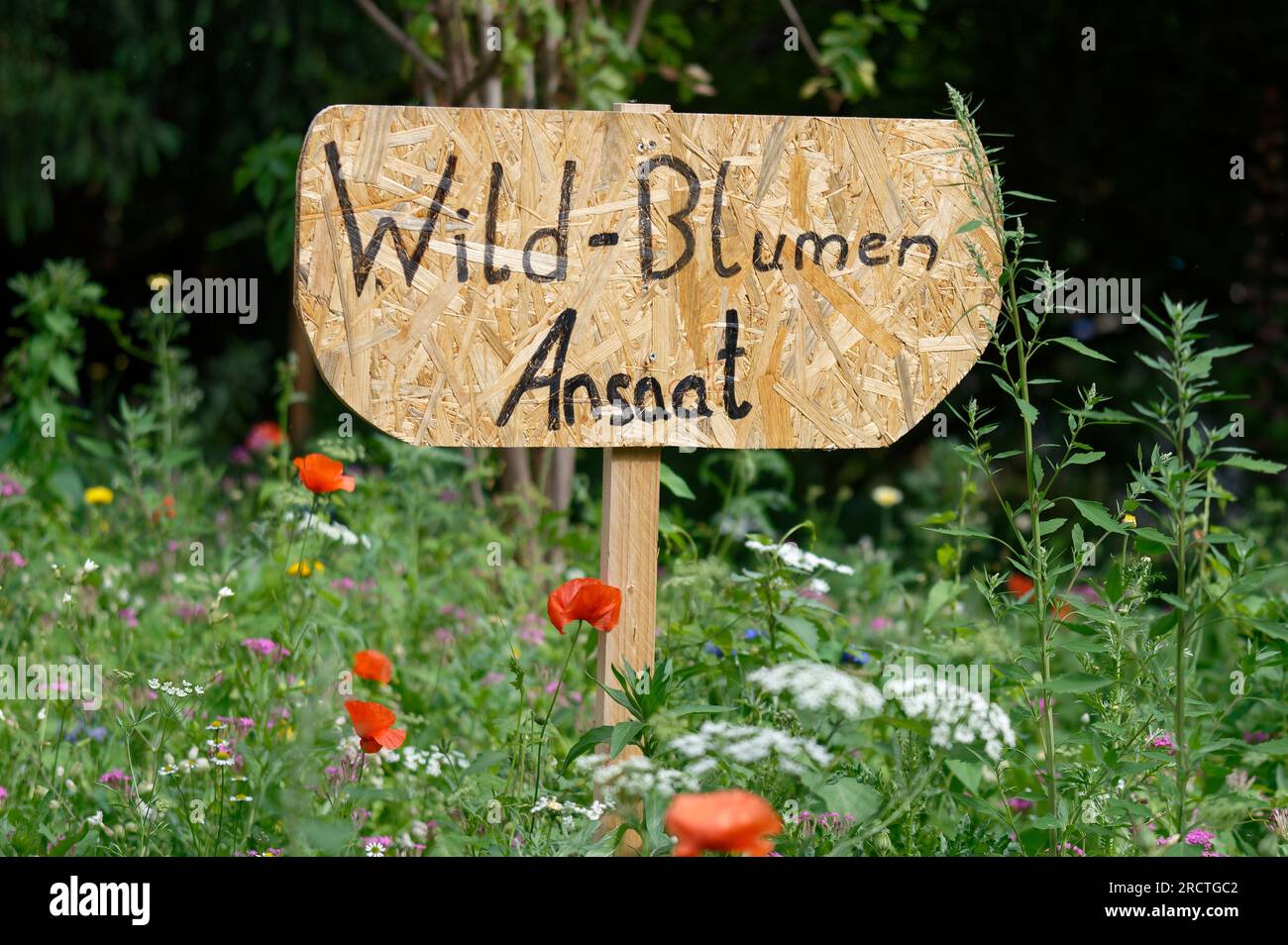 wooden sign with german handwritten text wild flowers sowing on a meadow in cologne city center Stock Photo