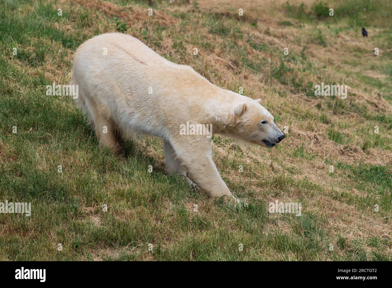 Two Polar Bear's are seen at Yorkshire Wildlife Park as part of 'Project Polar.' Englands only Polar Bear conservation project and the largest outside Stock Photo