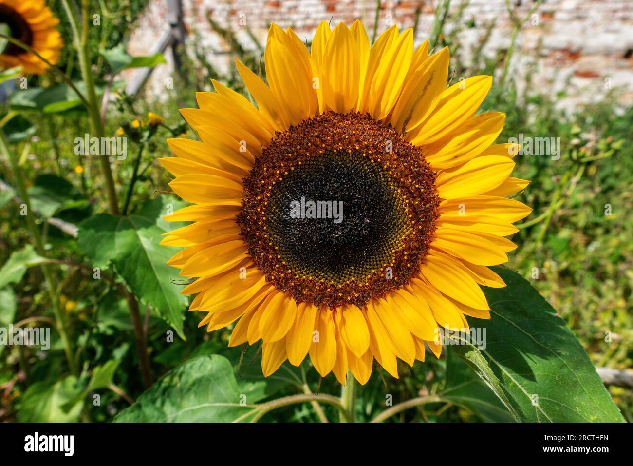 Large,yellow,Sunflower,Helianthus,Sunshine, Stock Photo