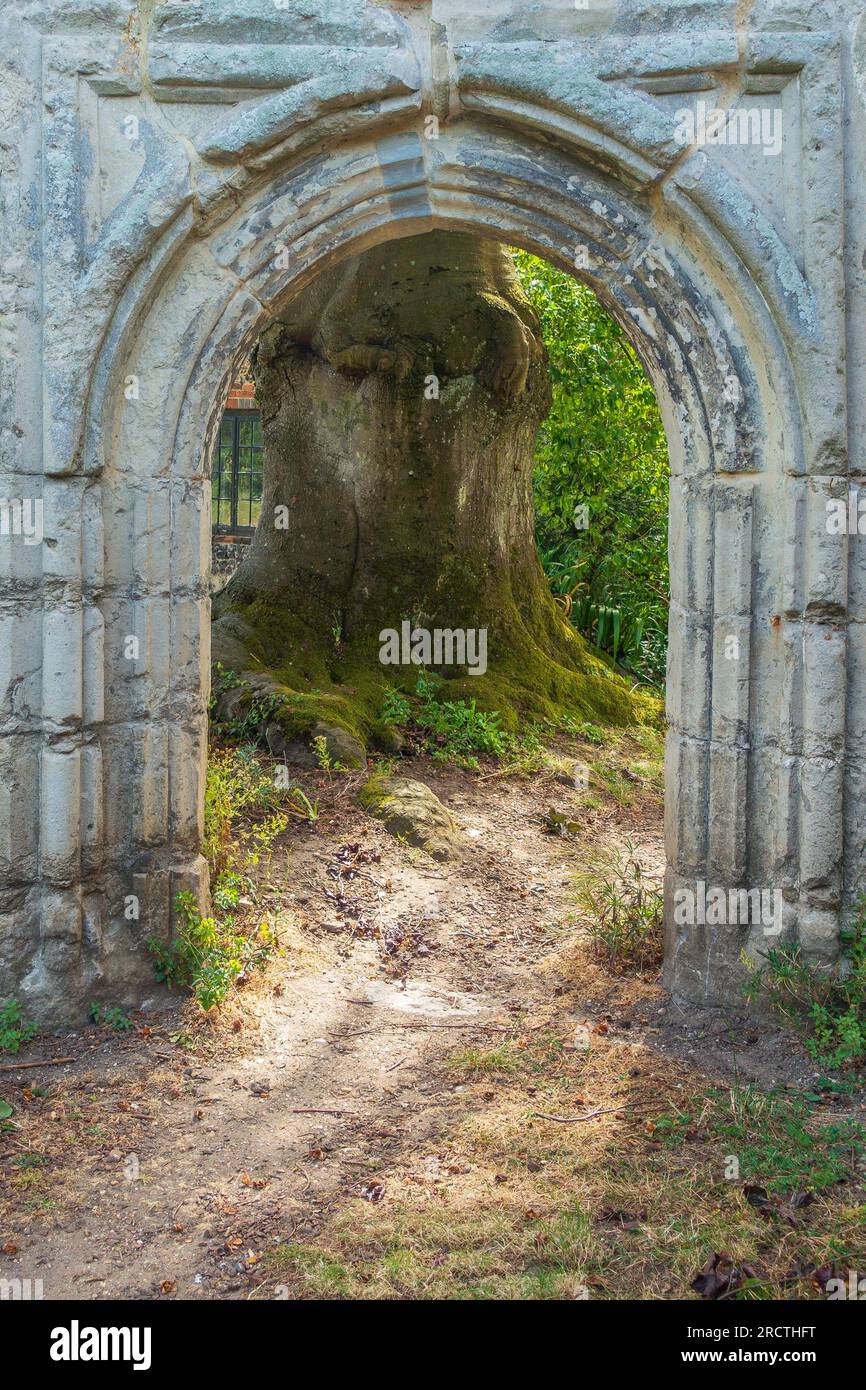 Giant,BeechT ree,Trunk,Through,Ruined,Arch,Greyfriars Monastry,Franciscan Gardens,Canterbury,Kent Stock Photo