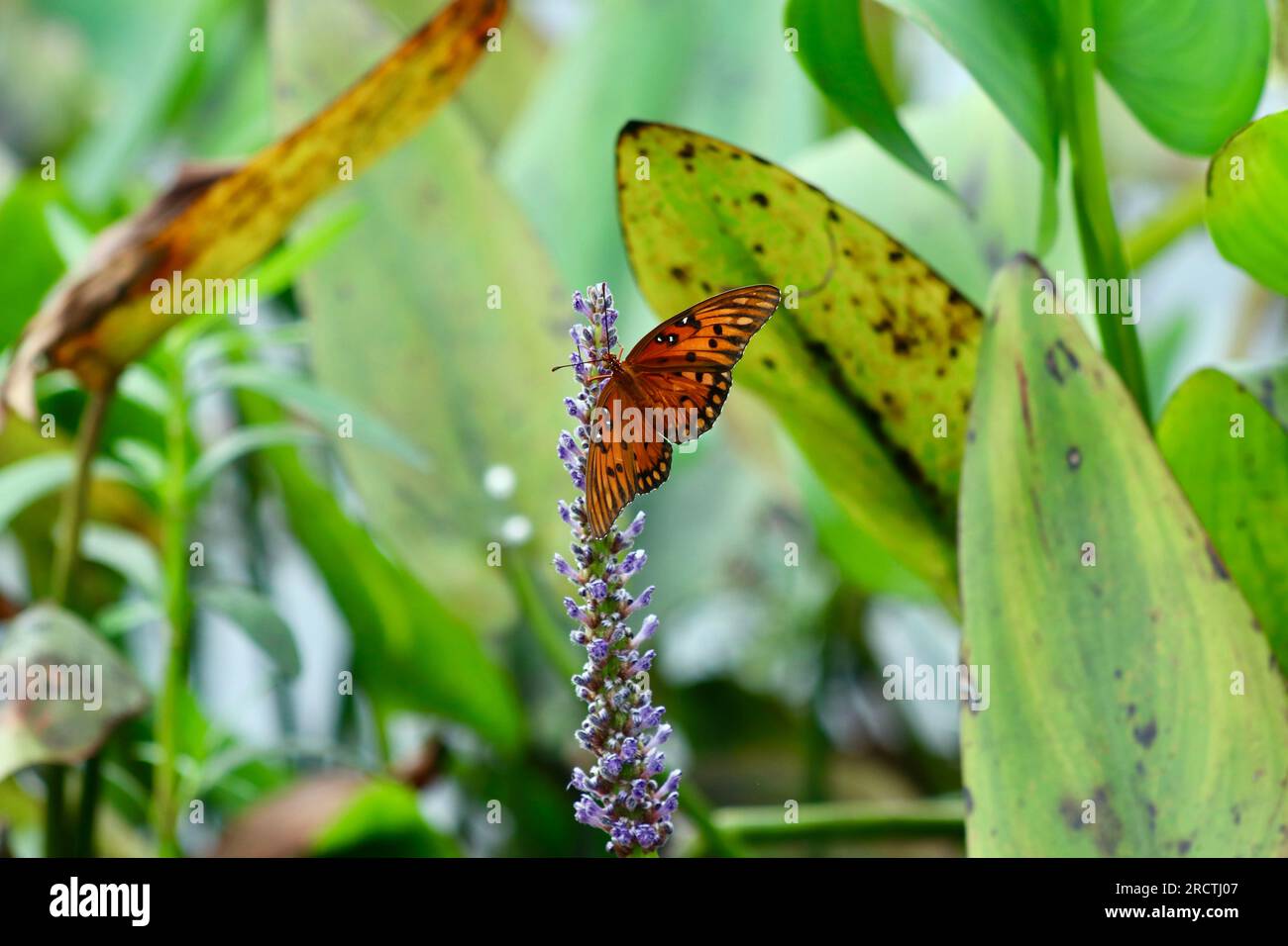 Monarch butterfly (Danaus plexippus) on purple flower Stock Photo - Alamy