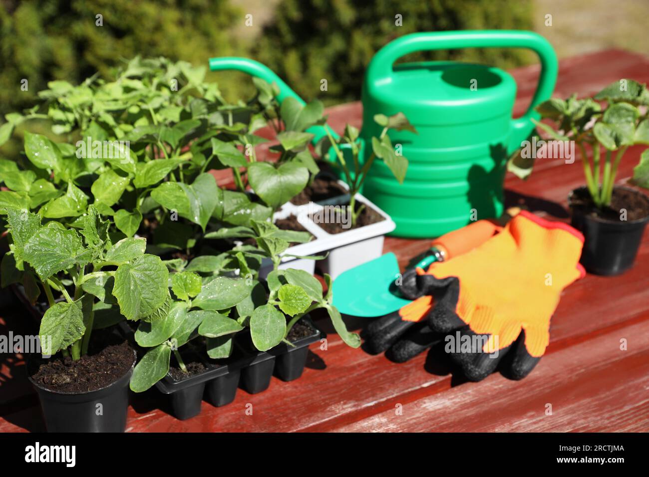 Seedlings growing in plastic containers with soil, rubber gloves