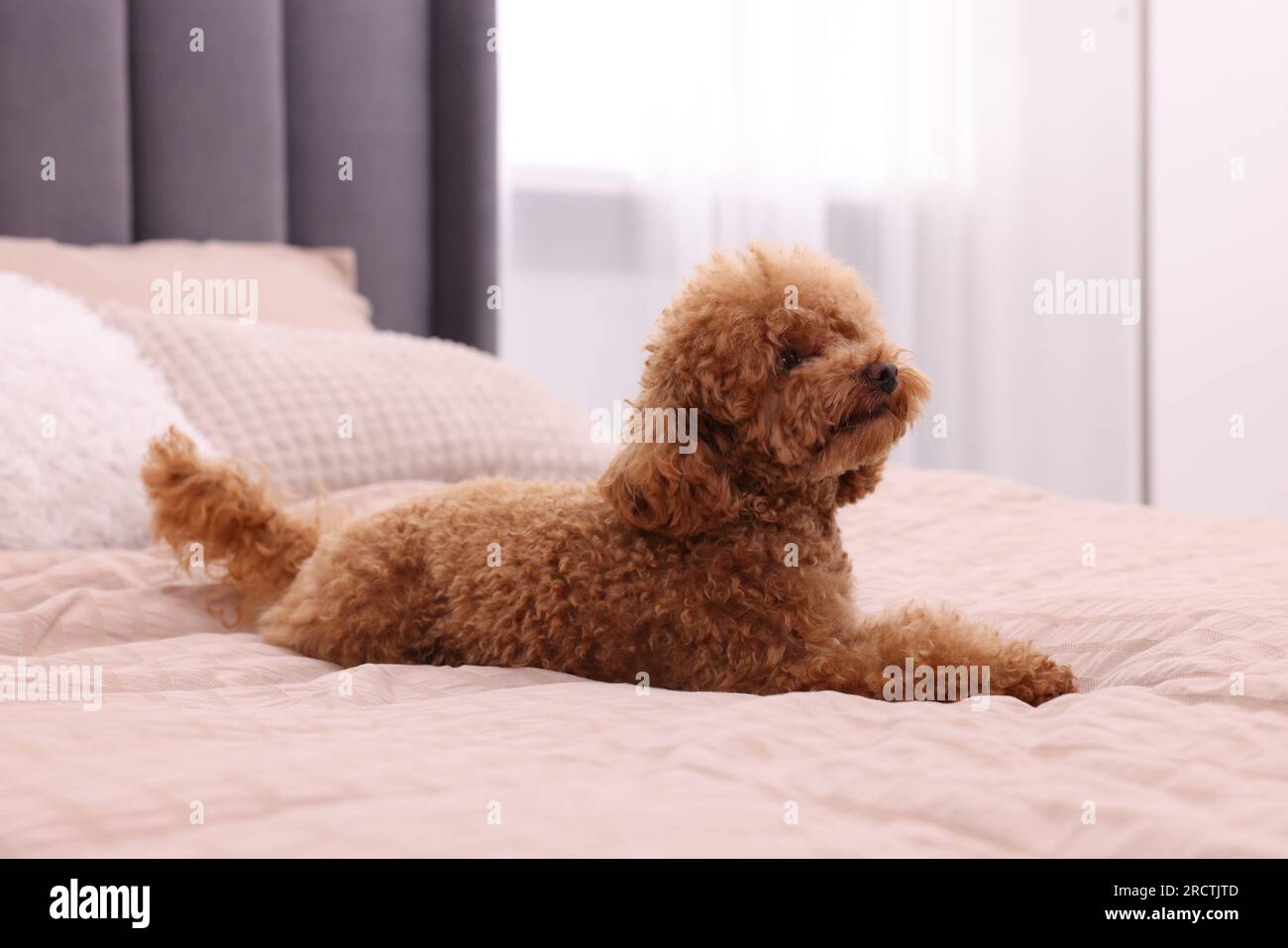 Cute Maltipoo dog on soft bed at home. Lovely pet Stock Photo Alamy