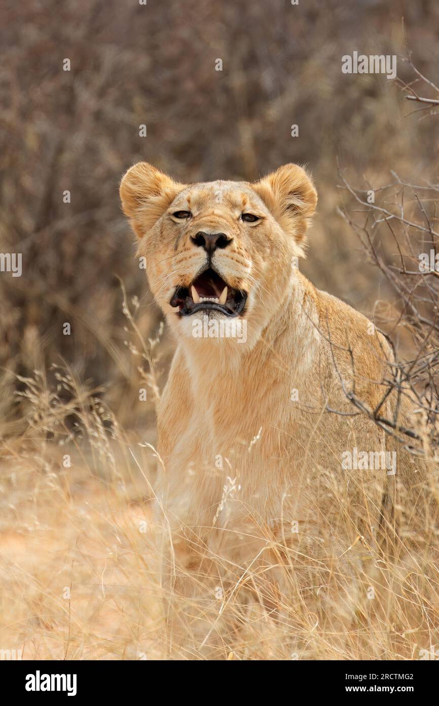 Alert lioness (Panthera leo) in natural habitat, Kalahari desert, South Africa Stock Photo