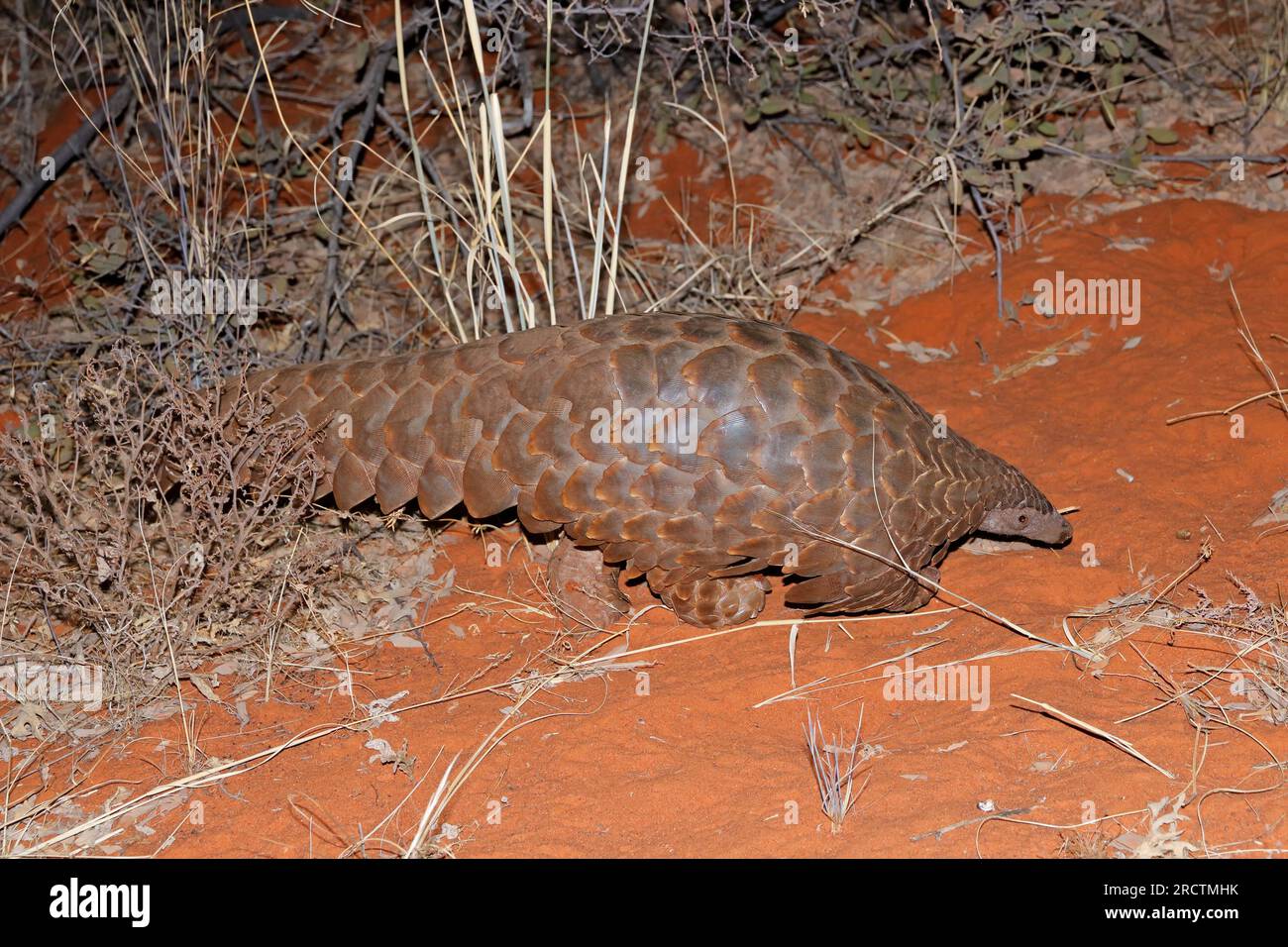 Temmincks ground pangolin (Manis temminckii) in natural habitat, South