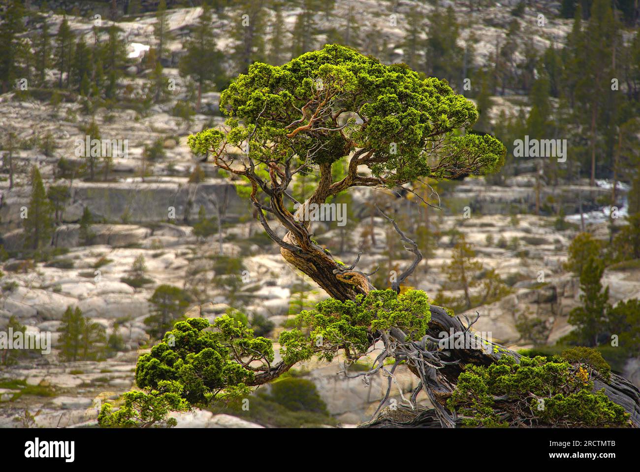 A bonsai like pine tree with alpine mountains in the background. Stock Photo