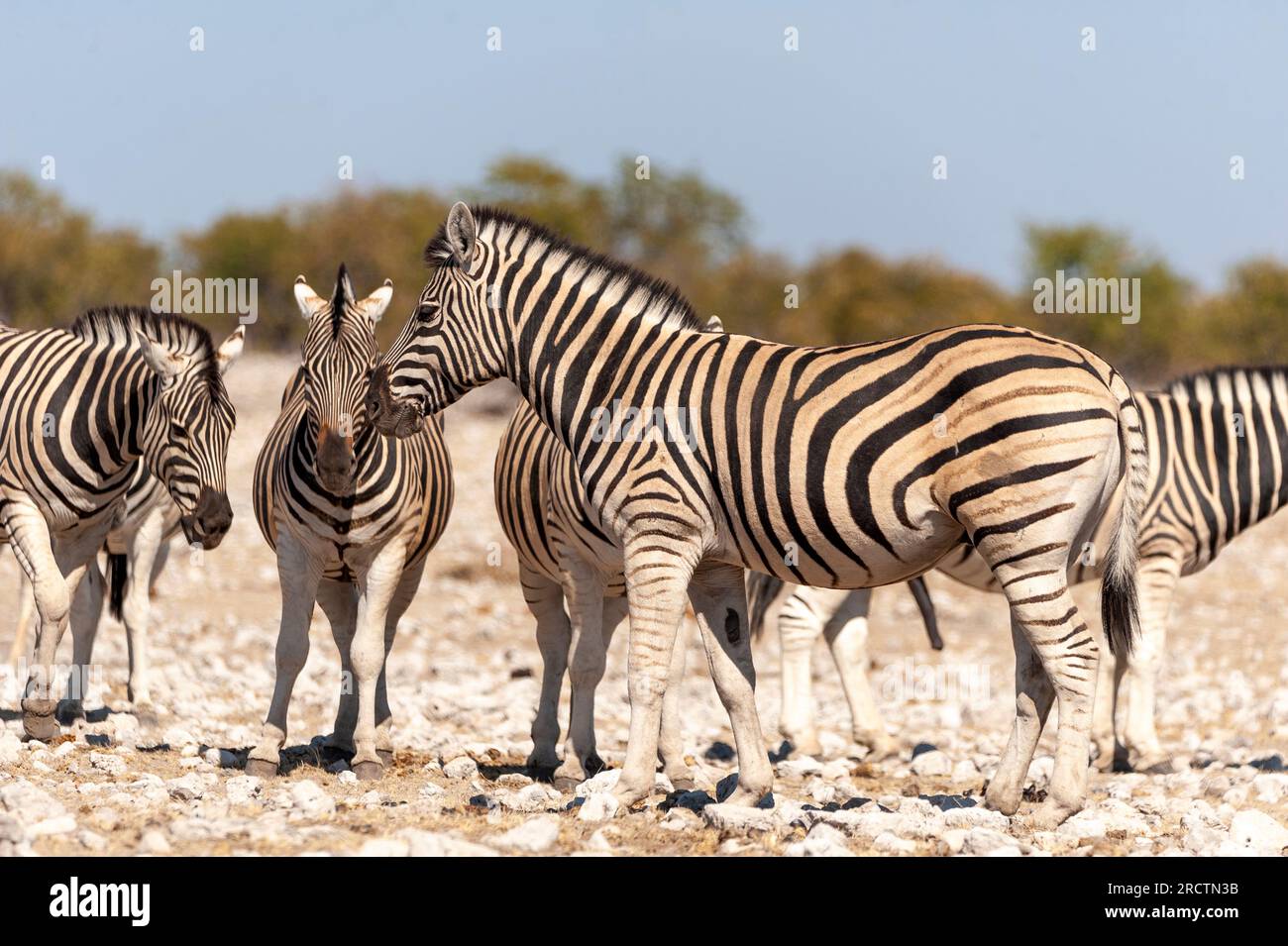 Zebras at Rietfontein waterhole, Etosha National Park, Namibia Stock Photo