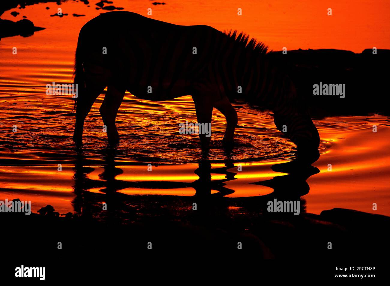 Zebra waterhole sunset hi-res stock photography and images - Alamy
