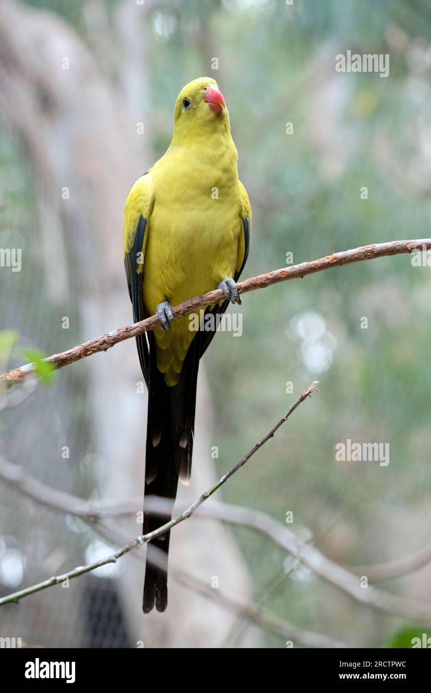 The male Regent Parrot has a general yellow appearance with the tail and outer edges of the wings being dark blue-black. It has yellow shoulder patche Stock Photo
