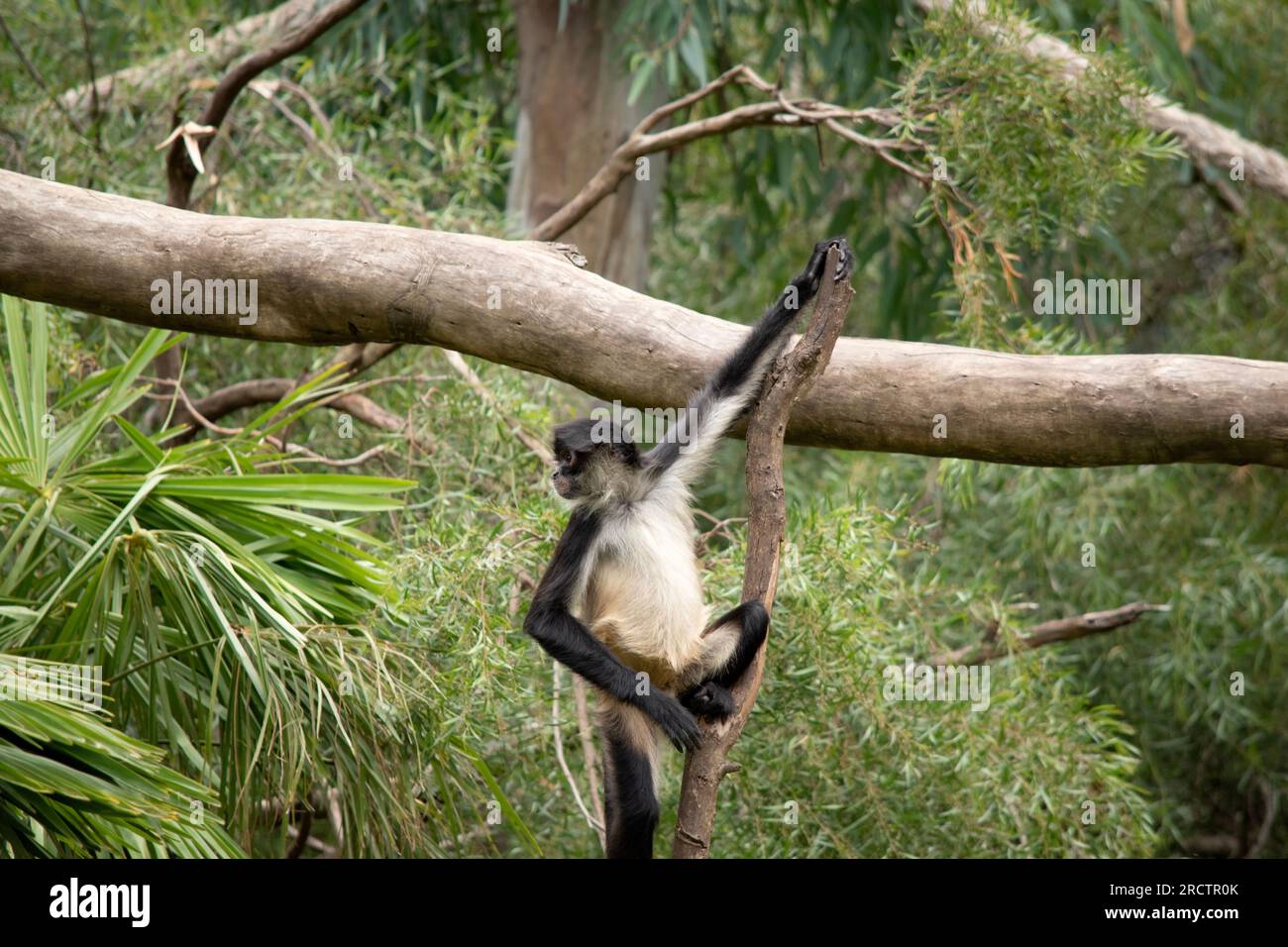 The spider monkey has thumbless hands, this lanky potbellied primate
