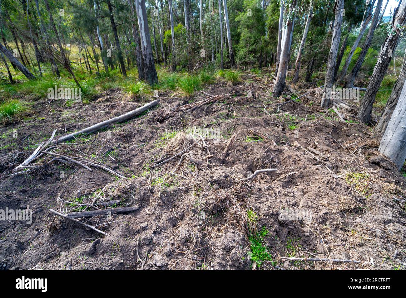 Damage caused by feral pigs (Sus scrofa) on river back of Severn River