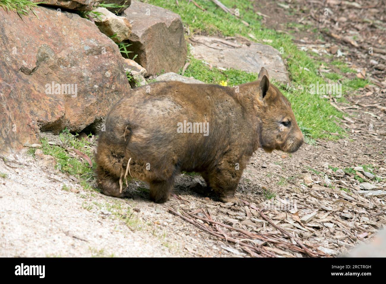 the Southern hairy nosed wombat is brown Stock Photo