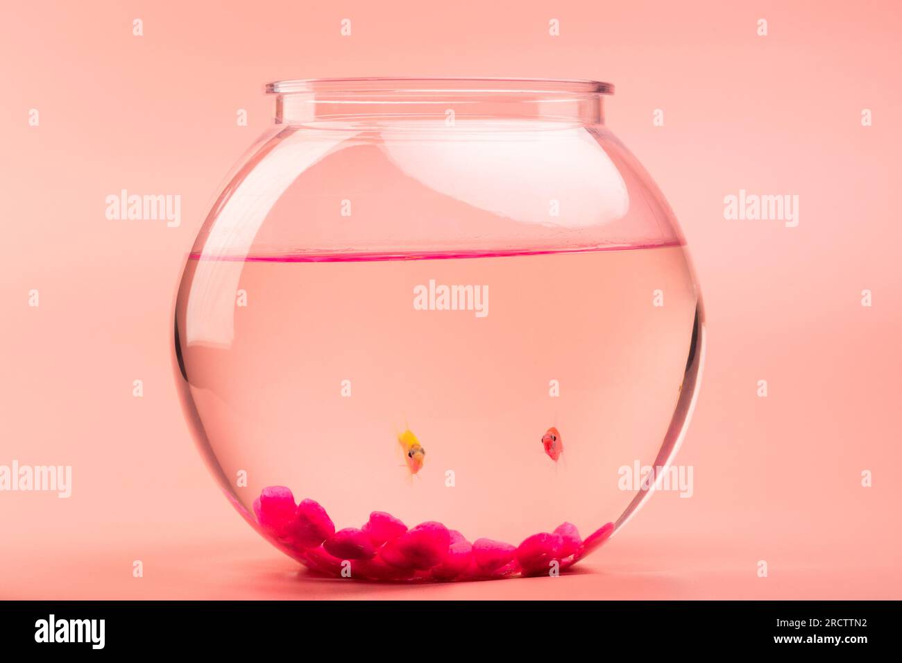 Two small fishes look in camera swimming in round aquarium bowl Stock Photo