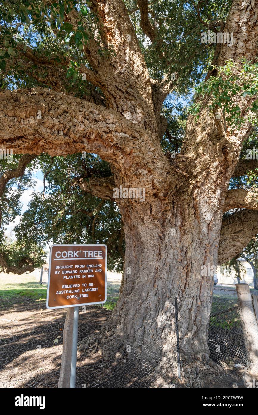 Cork tree hires stock photography and images Alamy